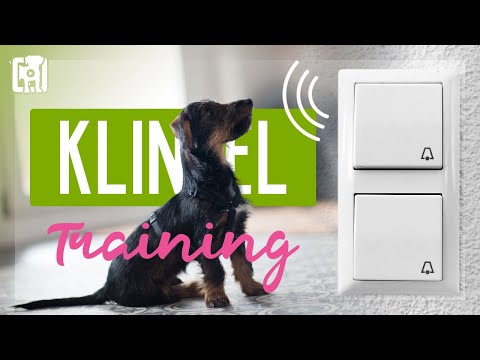 Hund bellt wenn es klingelt? Vorbeugen und abgewöhnen
