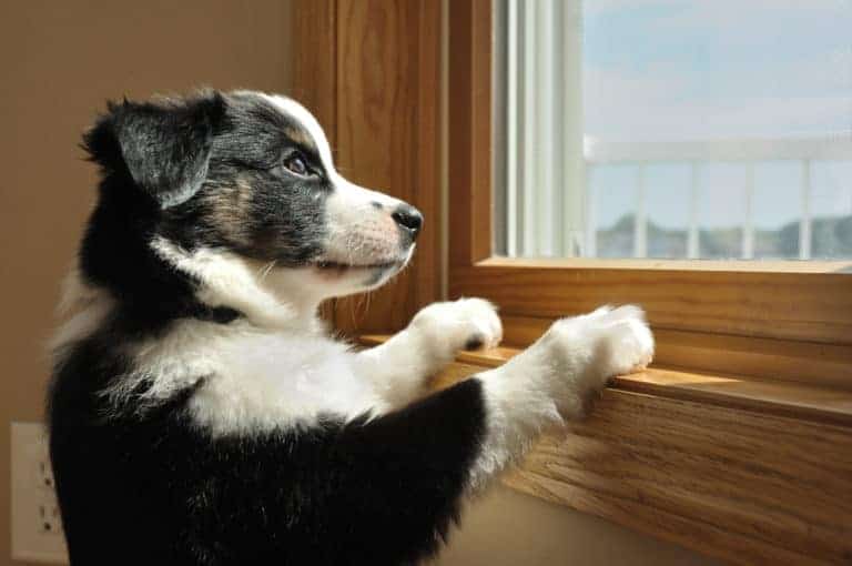 Hund alleine lassen