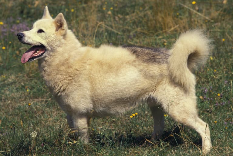 Grönlandhund