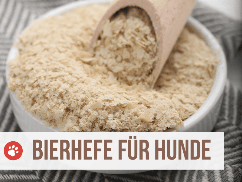 bierhefe hund - für durchfall und zecken