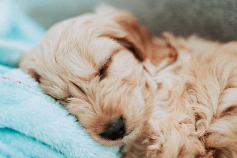 Cockapoo Welpe schläft