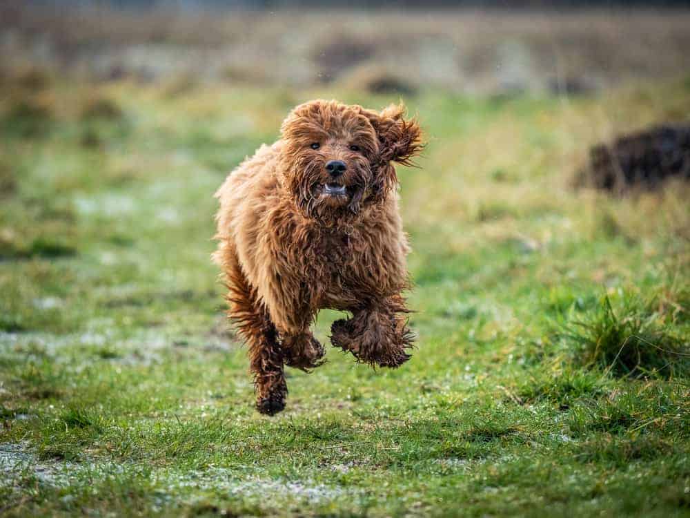 Cockapoo rennt
