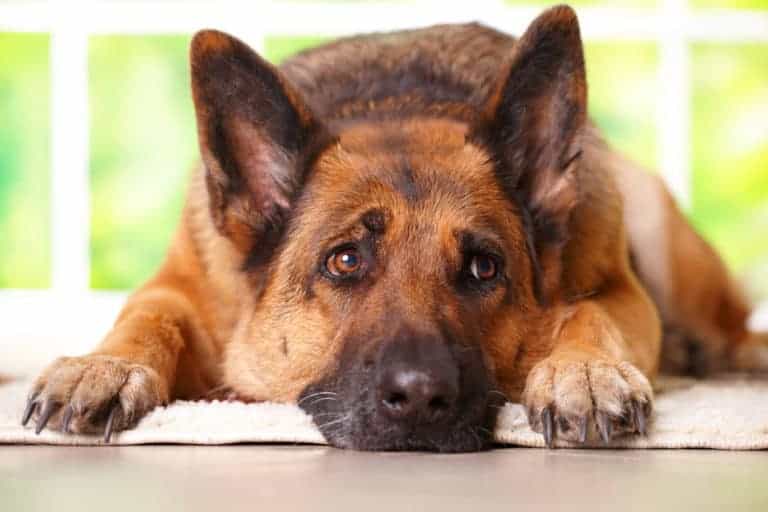 Hakenwürmer beim Hund