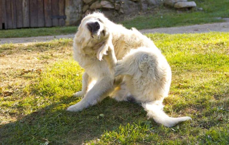 Milben beim Hund
