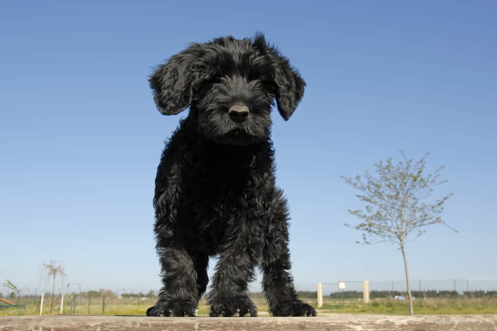 Portugiesischer Wasserhund Welpe