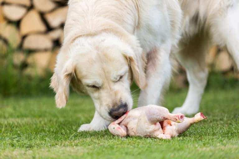 Prey Model Raw - Hund frisst Huhn