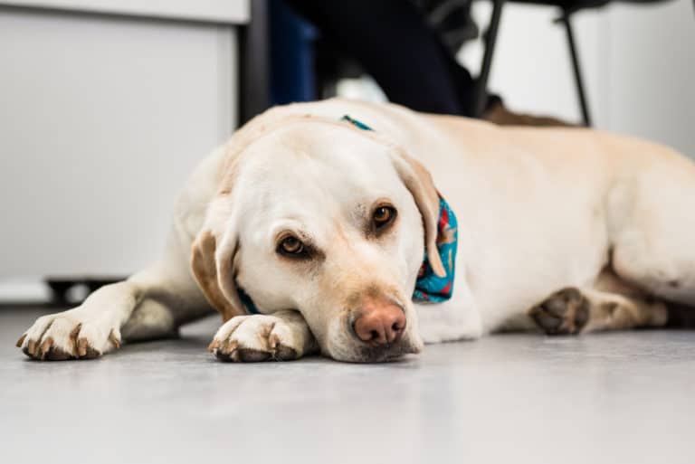 Hund ist krank - Durchfall