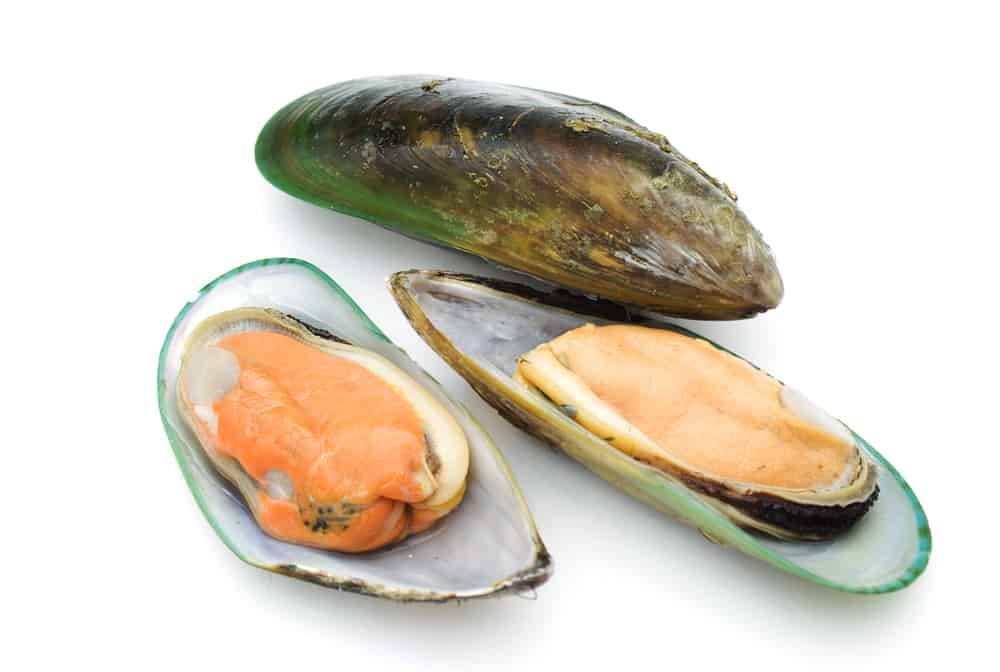 Grünlippmuschel aus Neuseeland