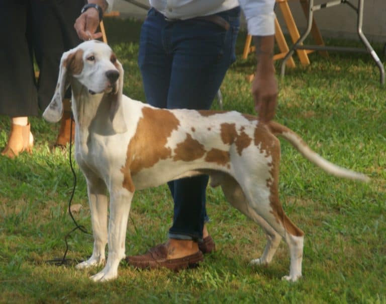 spanischer laufhund männchen