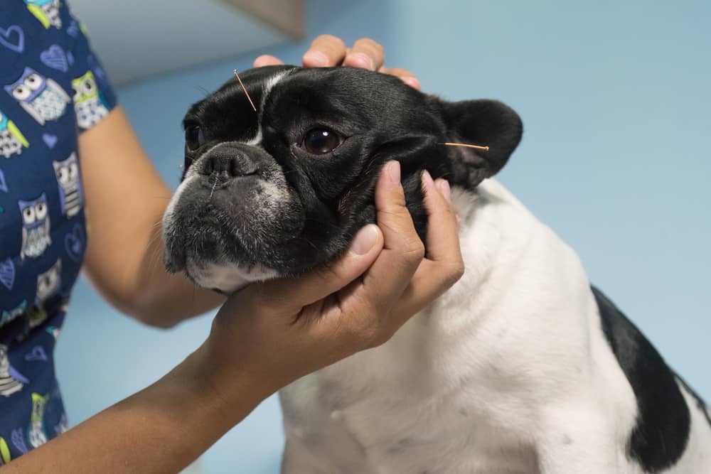Akupunktur beim Hund