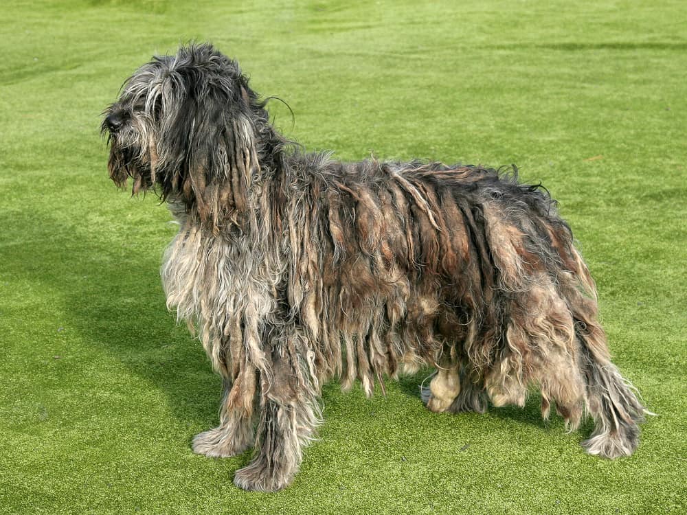 Bergamasker Hirtenhund steht auf einer Wiese
