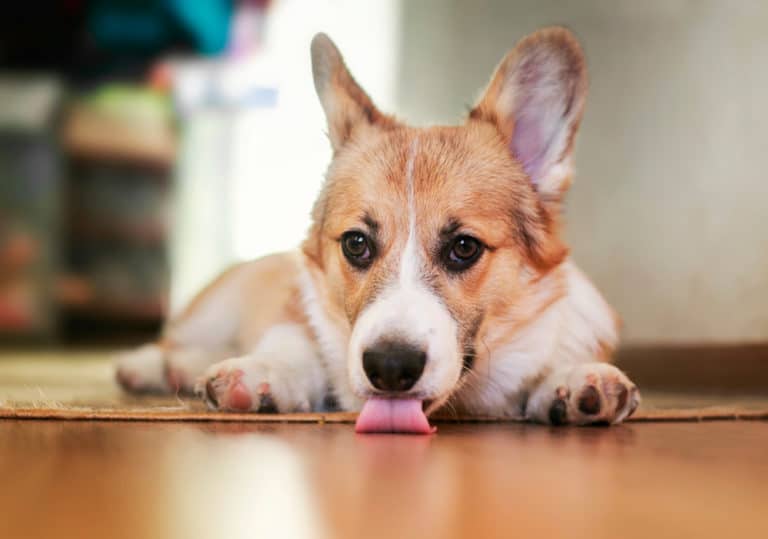 Corgi-Hund leckt Boden ab