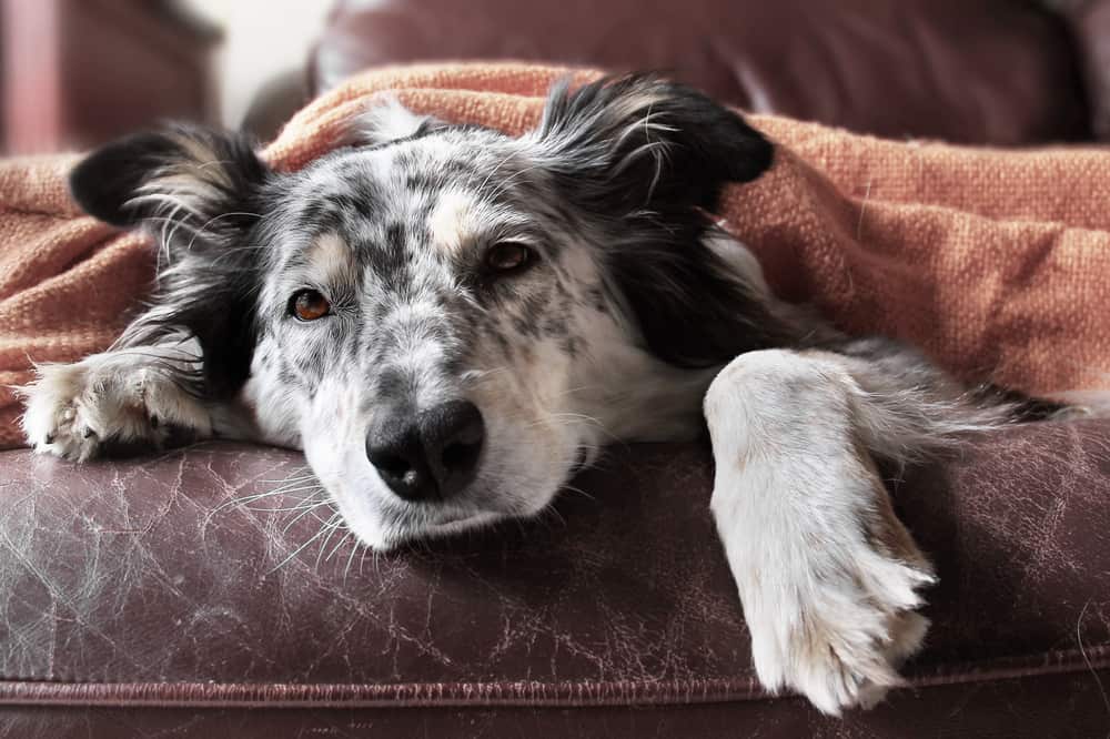 Müder australischer Schäferhund im Liegen