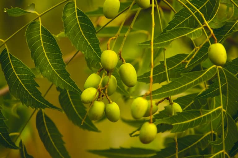 Neem Früchte vom Neembaum
