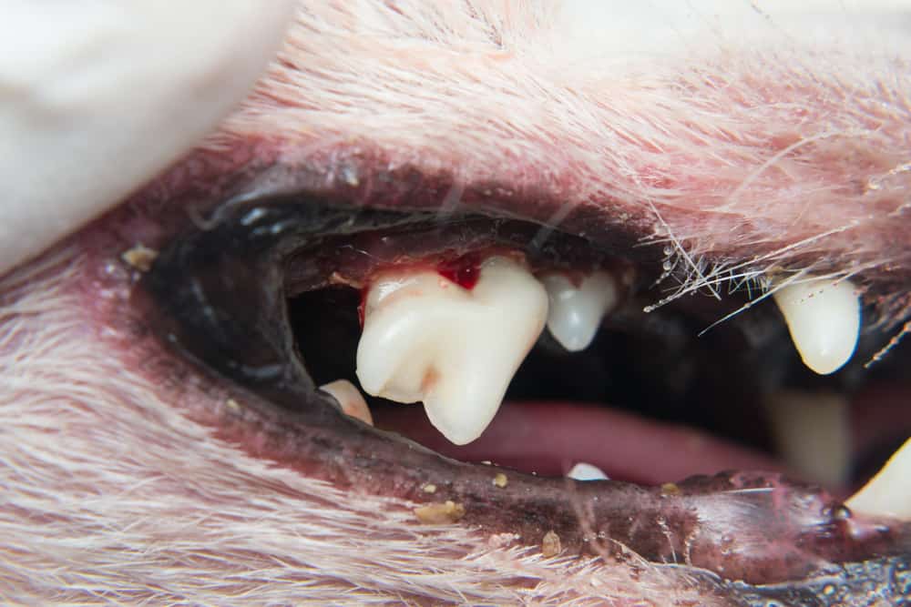 Zahnfleischentzündung beim Hund
