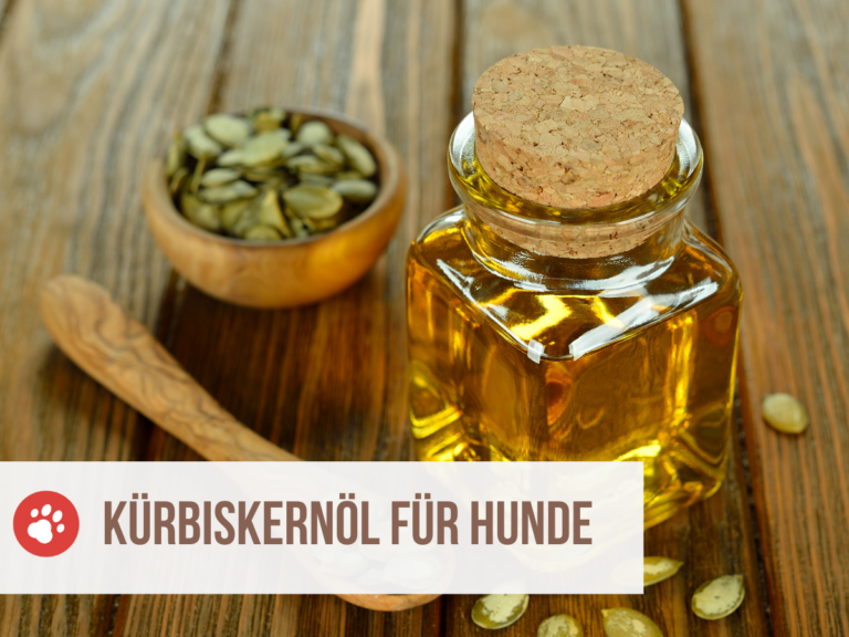 kürbiskernöl hund