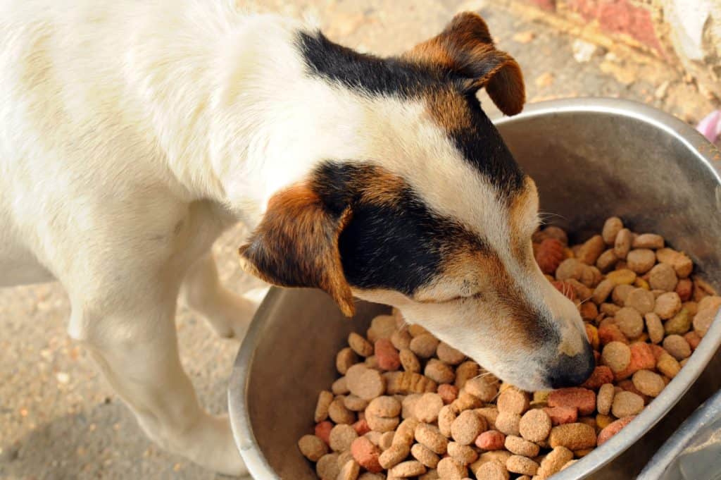 Hund isst sein Hundefutter