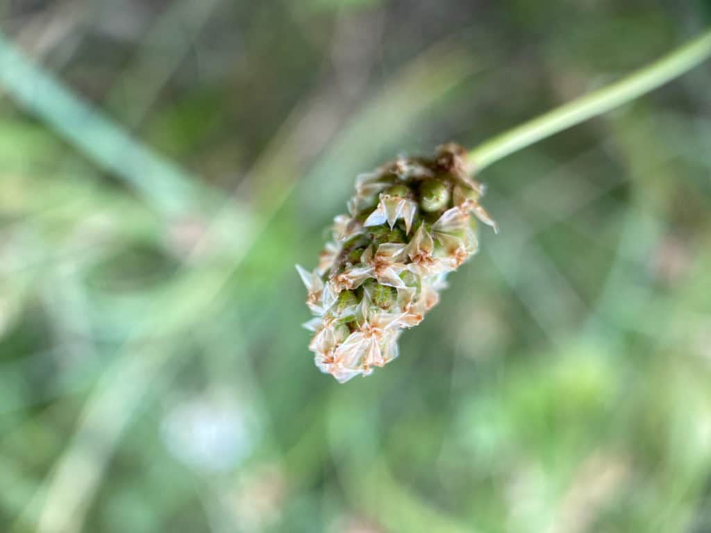 plantago ovata