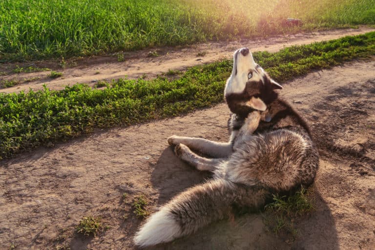 Sich kratzender Husky