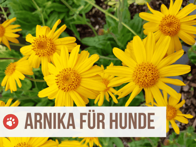 arnika hund - ist arnika giftig für hunde
