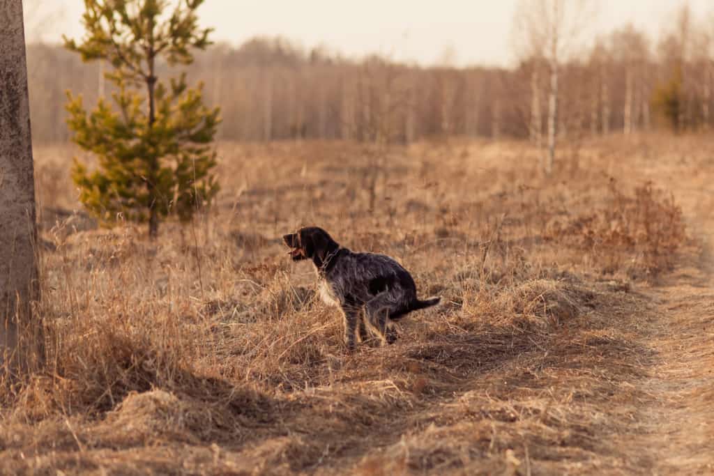 hund beim gassi im wald