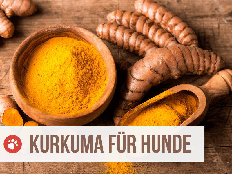 kurkuma hund