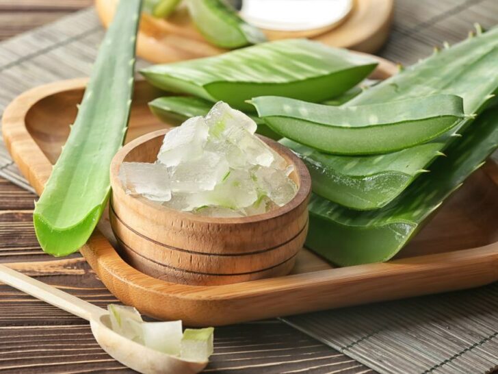 Aloe Vera für den Hund