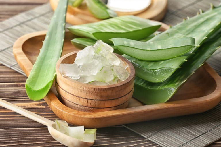 Aloe Vera für den Hund