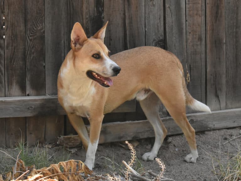 Carolina Dog steht vor dem Zaun