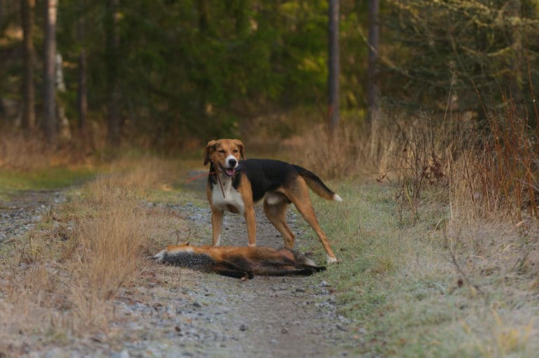 Finnischer Laufhund mit seiner Beute