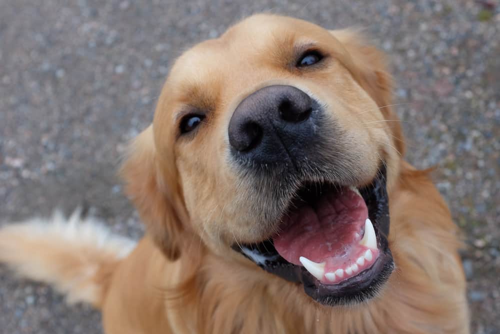 Golden Retriever schaut in die Kamera