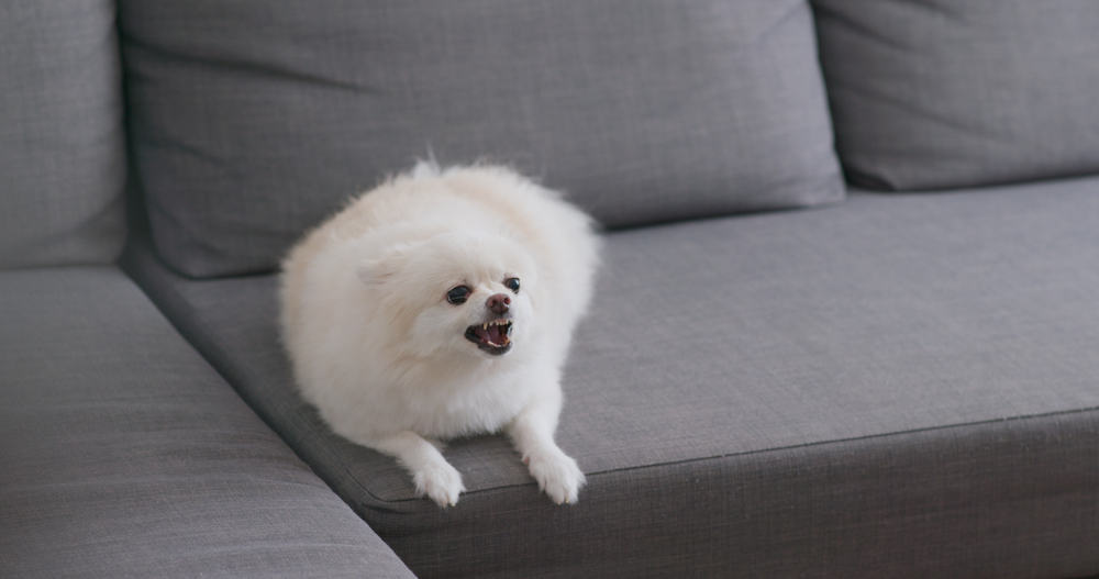 Hund liegt auf dem Sofa und bellt