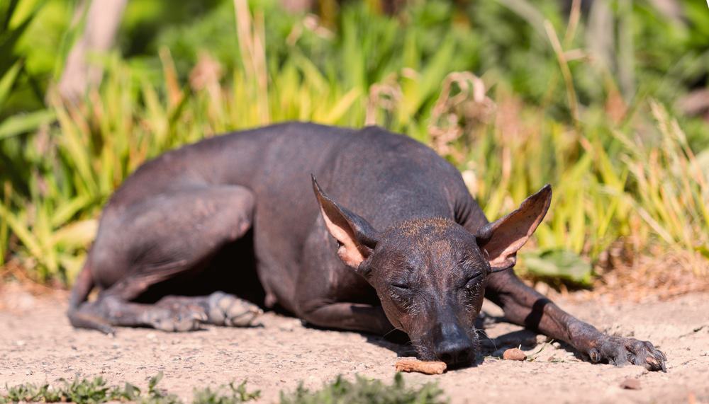 Mexikanischer Nackthund (Xoloitzcuintle) liegt faul auf dem Boden