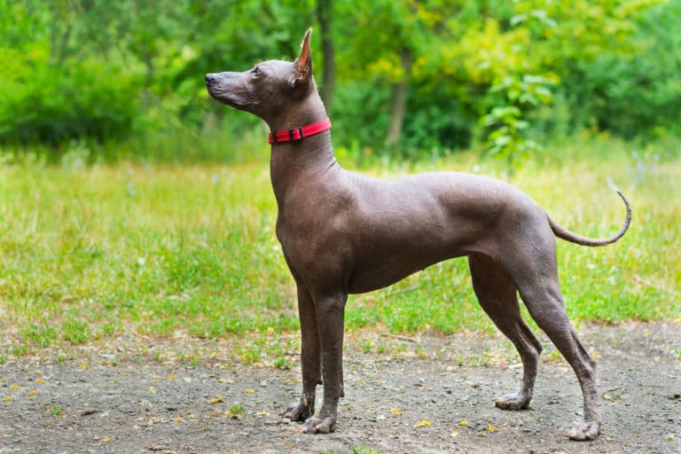 Mexikanischer Nackthund (Xoloitzcuintle) steht auf der Wiese