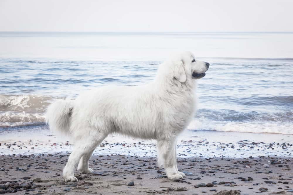 Podhalaner steht am Strand
