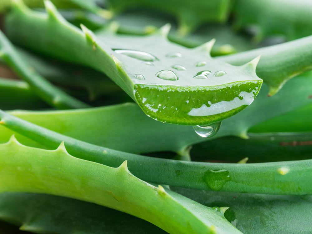 frische Aloe Vera Blätter