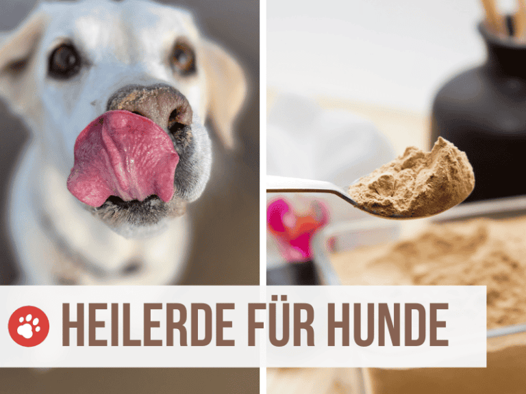heilerde hund - hilft bei giardien und magen darm beschwerden