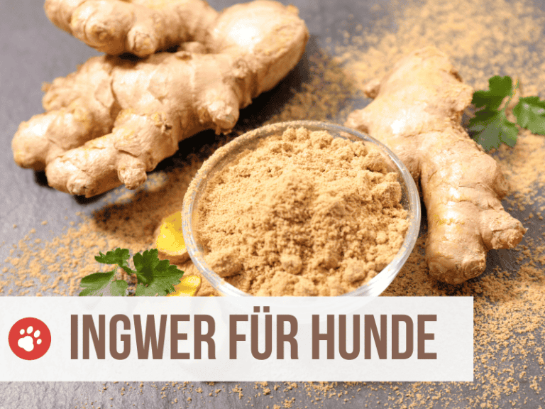 ingwer hund - hilft bei übelkeit und durchfall
