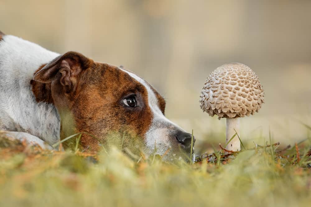 Hund schaut einen Pilz im Wald an