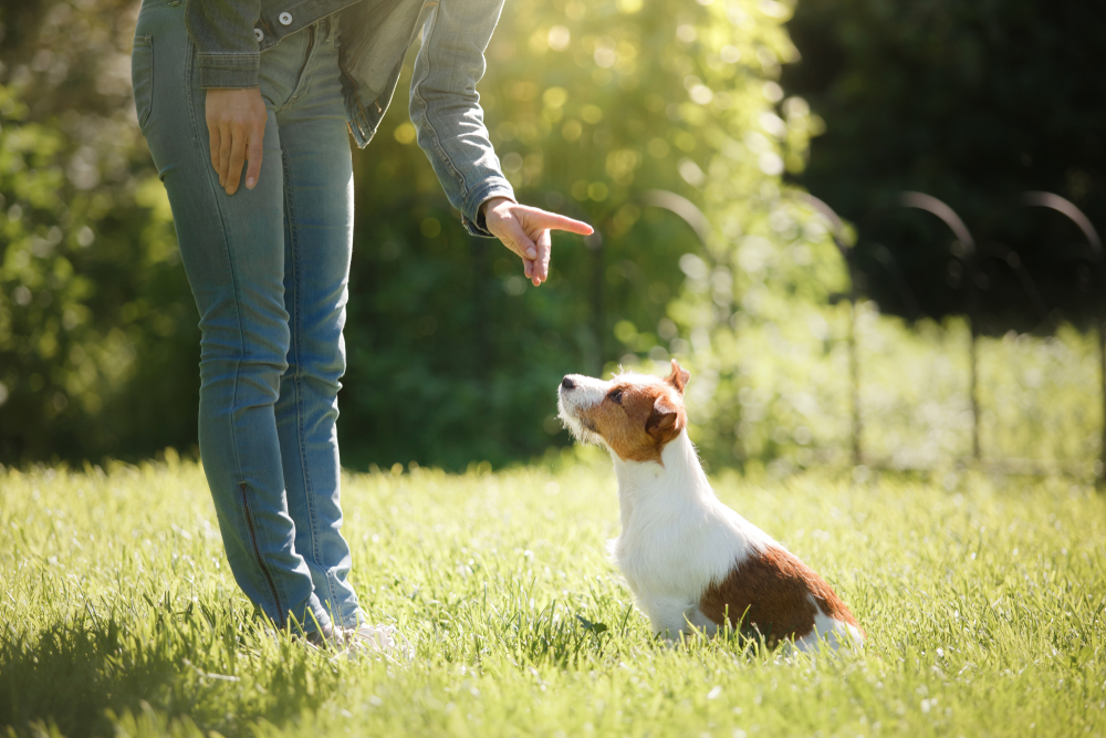 Hundehalter gibt Kommando