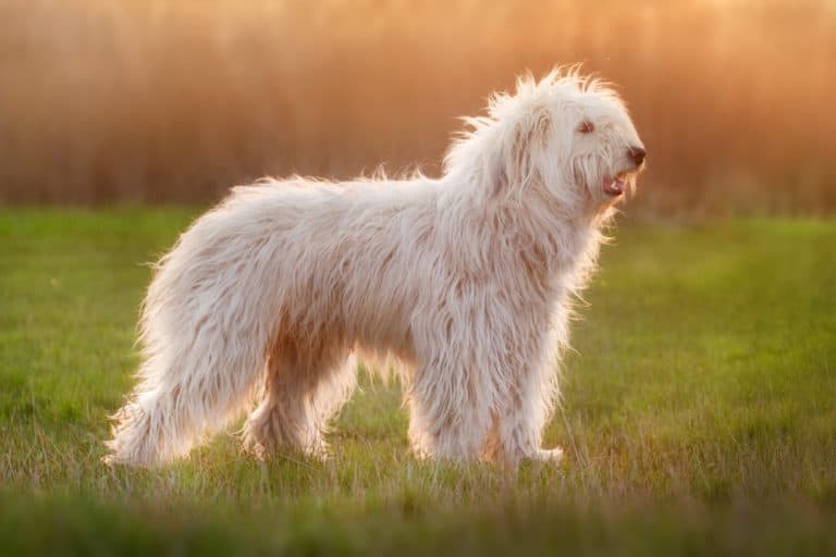 Südrussischer Owtscharka - Südrussischer Schäferhund beim Sonnenuntergang