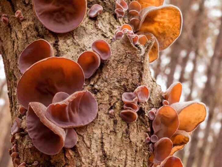 Vitalpilze für den Hund - Auricularia auricula-judae (Judasohr oder Chinesische Morchel)