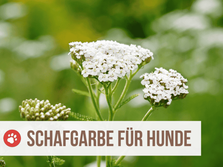 schafgarbe für den hund