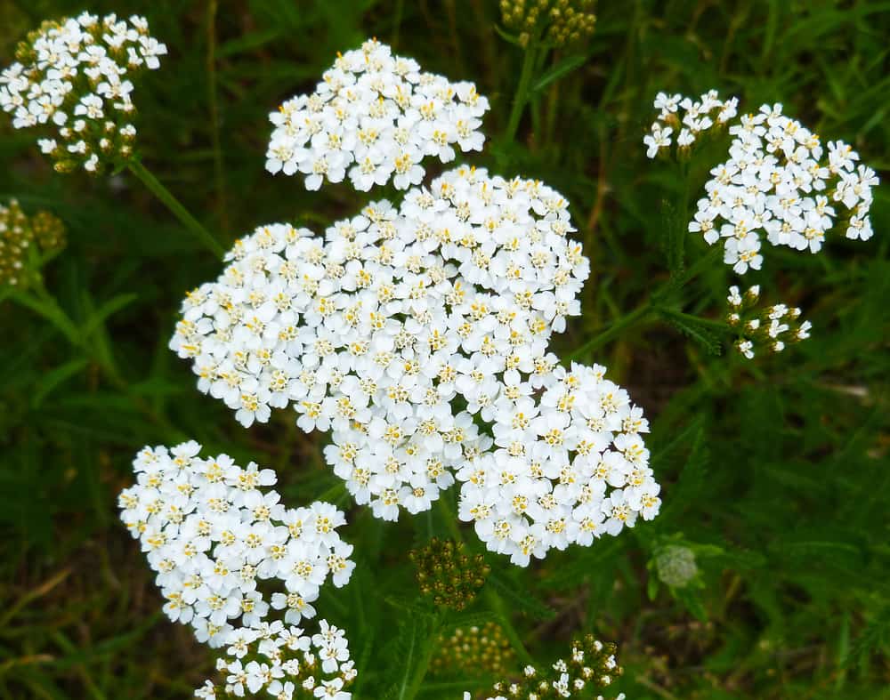 weiße Schafgarbe Achillea