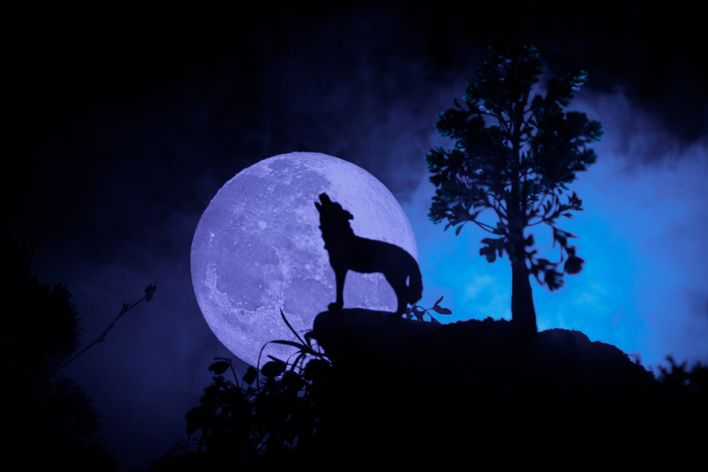 hund bellt den mond an