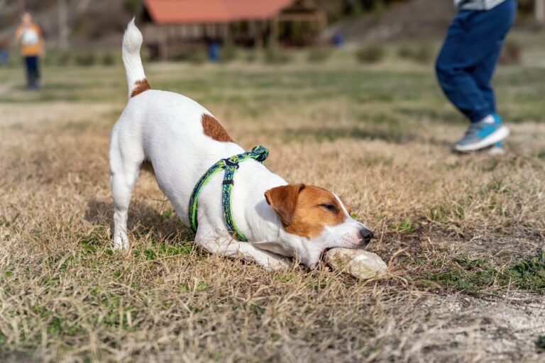 hund frisst steine