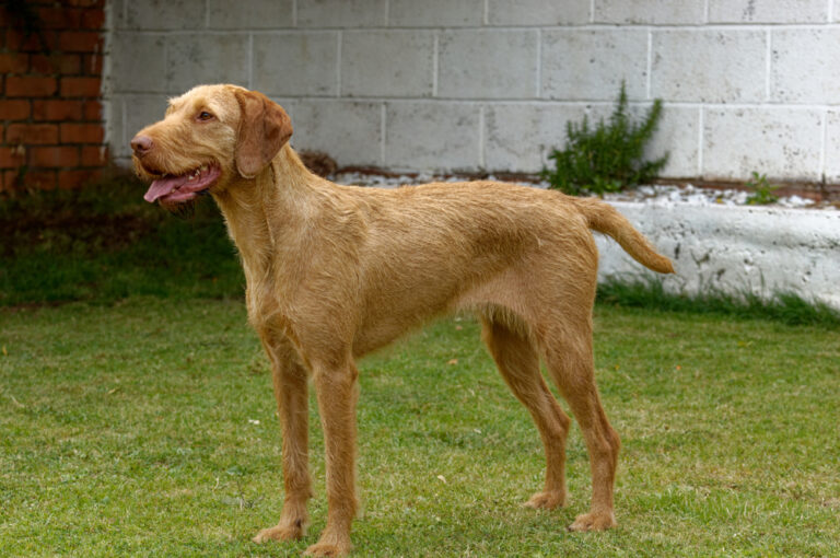 Drahthaariger Ungarischer Vorstehhund auf der Wiese