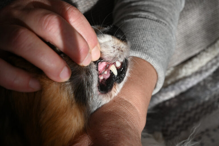 Schwarzes Zahnfleisch beim Hund