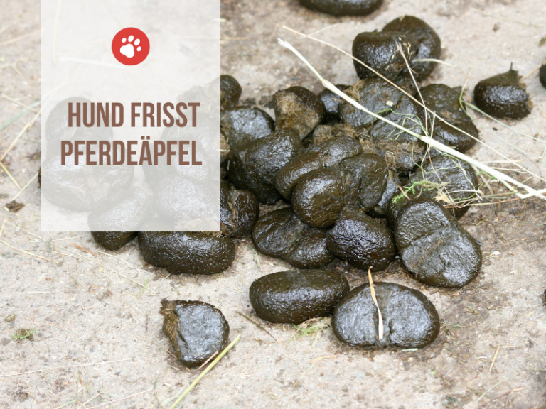 hund frisst pferdeäpfel