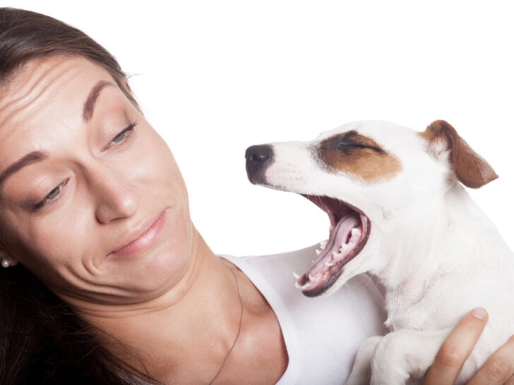 Mein alter Hund stinkt extrem: Ursachen und Tipps
